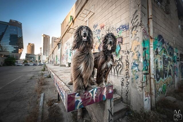 Reposting @meir_gur:⠀
Tails of the World celebrates pet photography around the world. Use #tailsoftheworld to get your work featured! ⠀
⠀
...⠀
&quot;Just the two of us 🥰🐶🥰 #afghanhound #afghanhoundsofinstagram #houndsofinstagram #hounddog #urbando