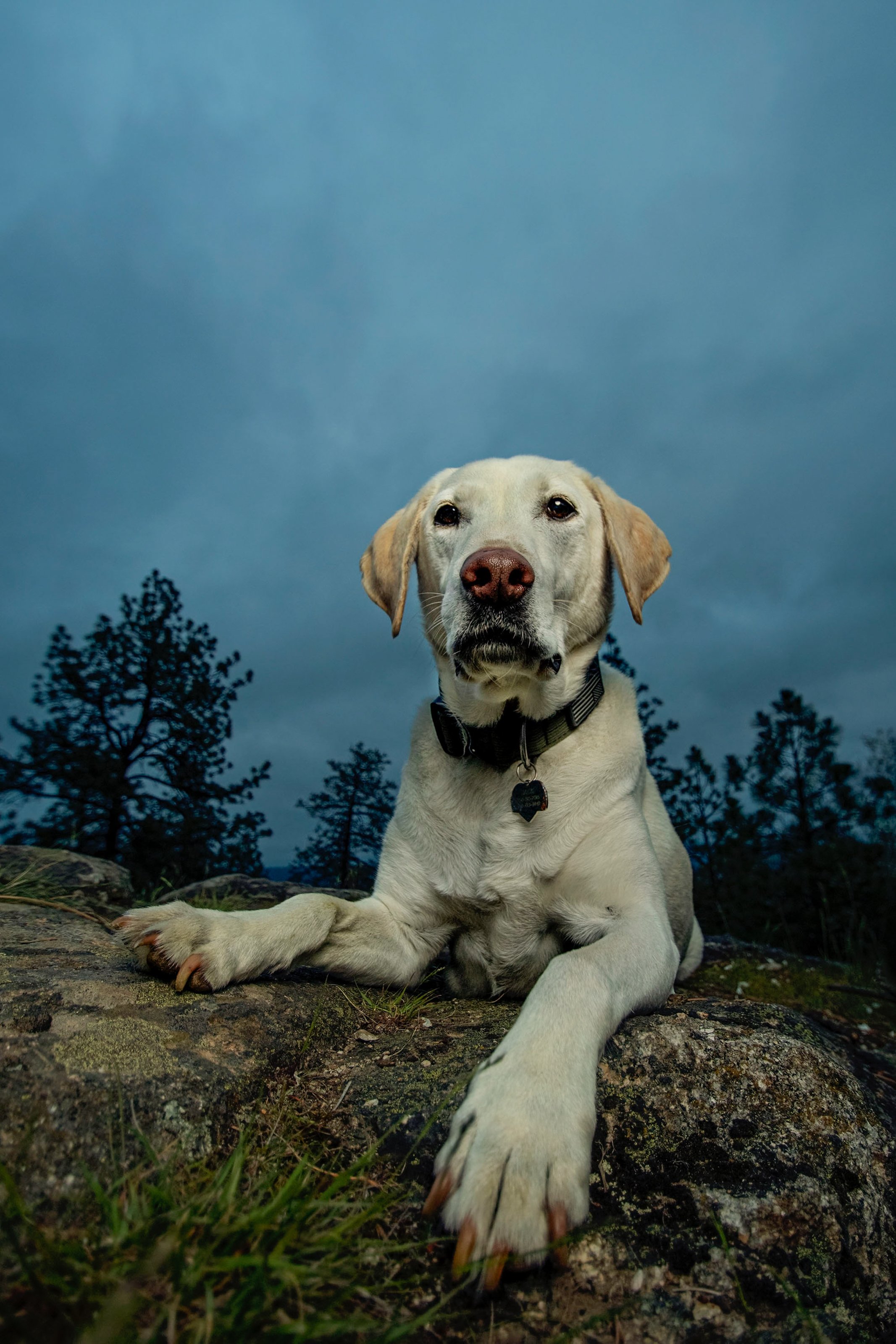 Jack the Labrador, at Dishman Hills Conservation Area in Spokane Valley