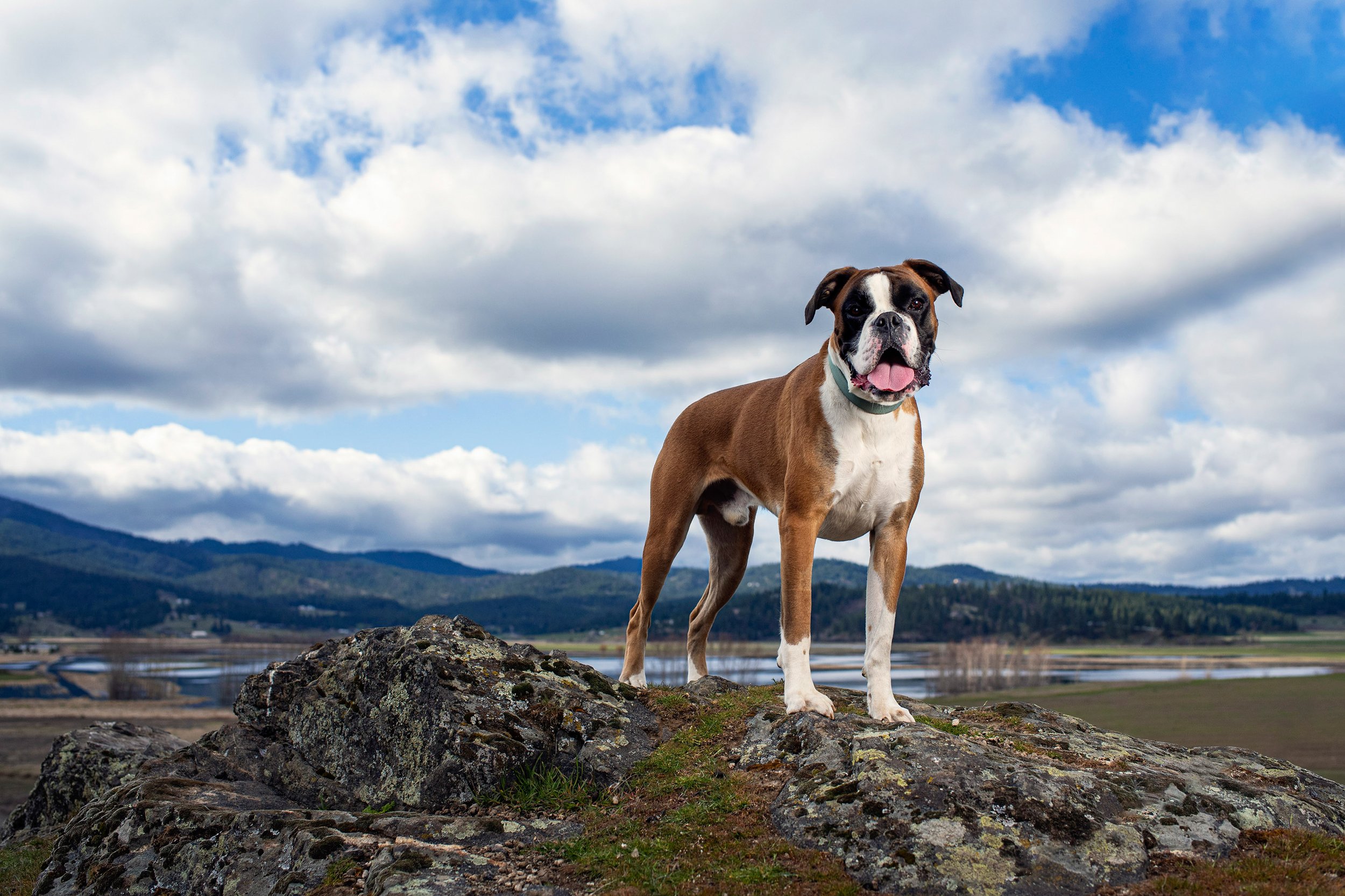 Ollie in Saltese Uplands Conservancy Area in Liberty Lake, Washington, USA