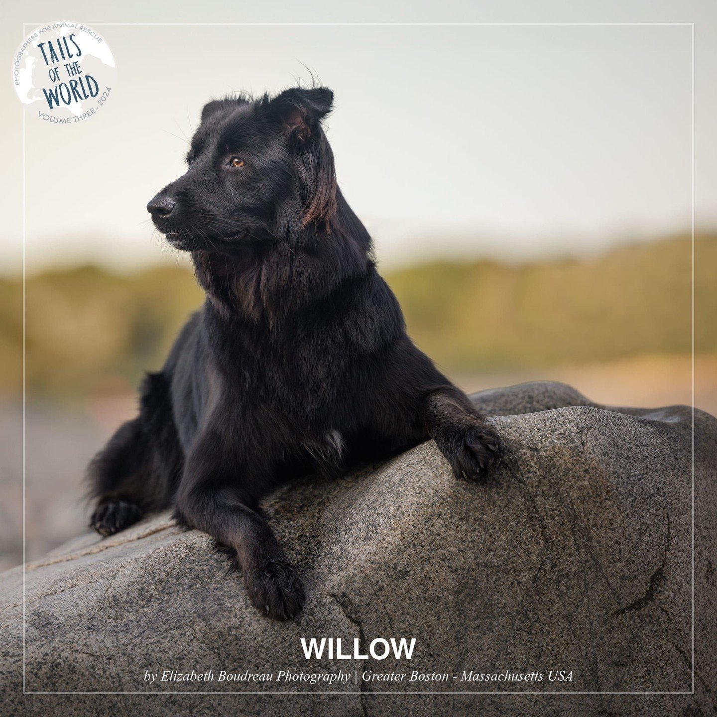 Sneakpeek from Tails of the World: Volume Three! This is Willow, photographed by @elizabethboudreauphotography in Greater Boston, Massachusetts USA, to raise funds for Jet Wag Animal Rescue	.

🐶 About Willow:
&quot;1. Willow is affectionately referr