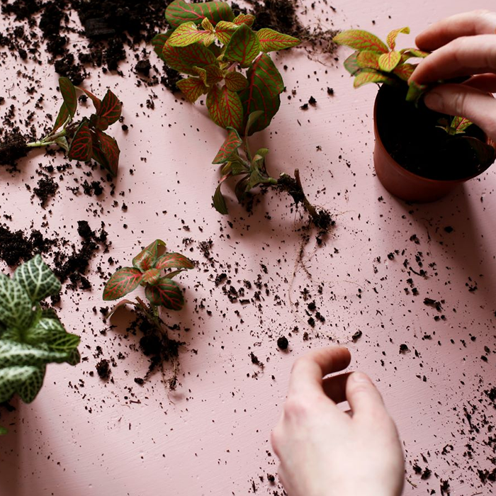 LONDON TERRARIUMS.png