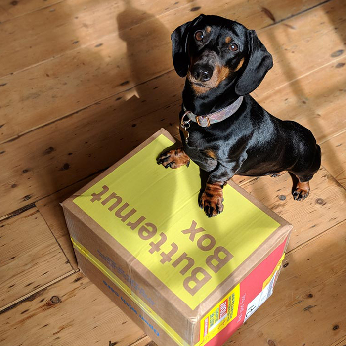 dachshund-on-butternut-box-3f9e2a5a26667c5a3f95717ac99b609ced73fae6d5453371b9d798e1fcbb04a8.jpg