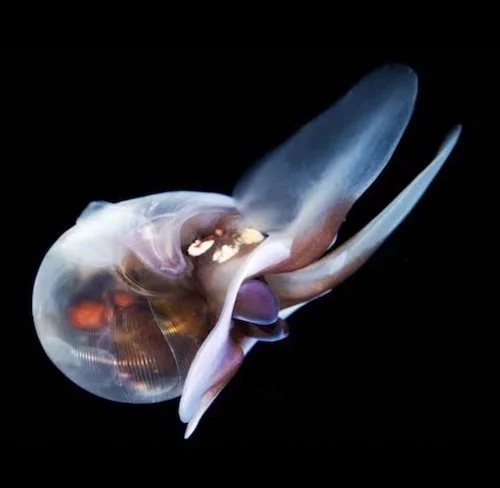 Image 26-2-2026 at 1.29 pm.jpeg