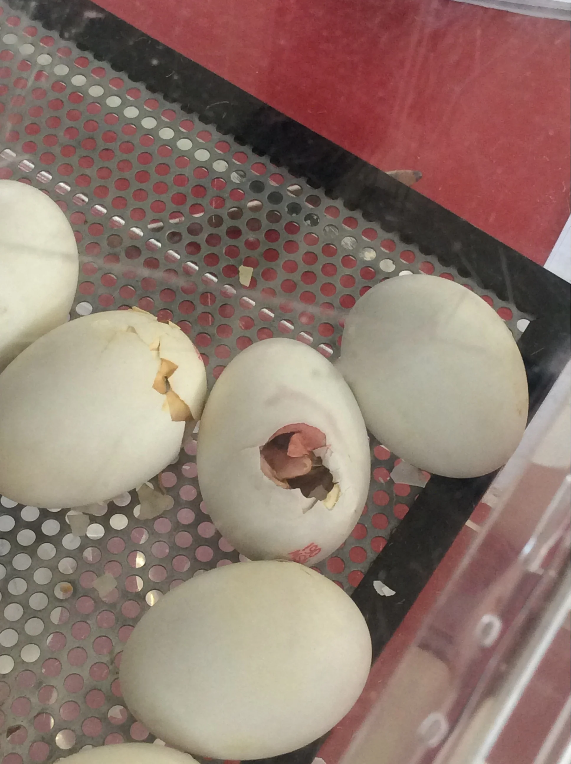 Cycle of Life - Duck hatching program