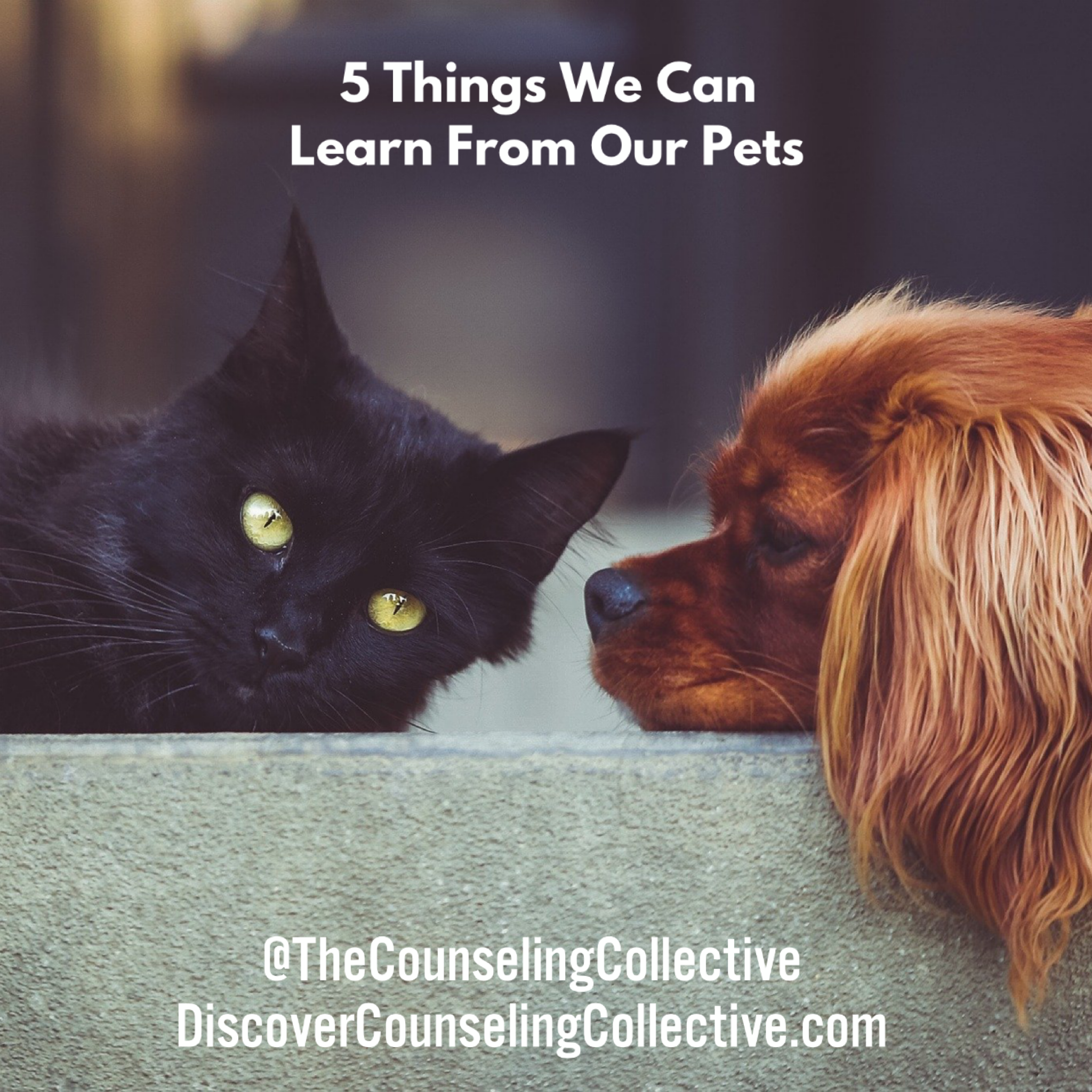 5 Things We Can Learn From Our Pets