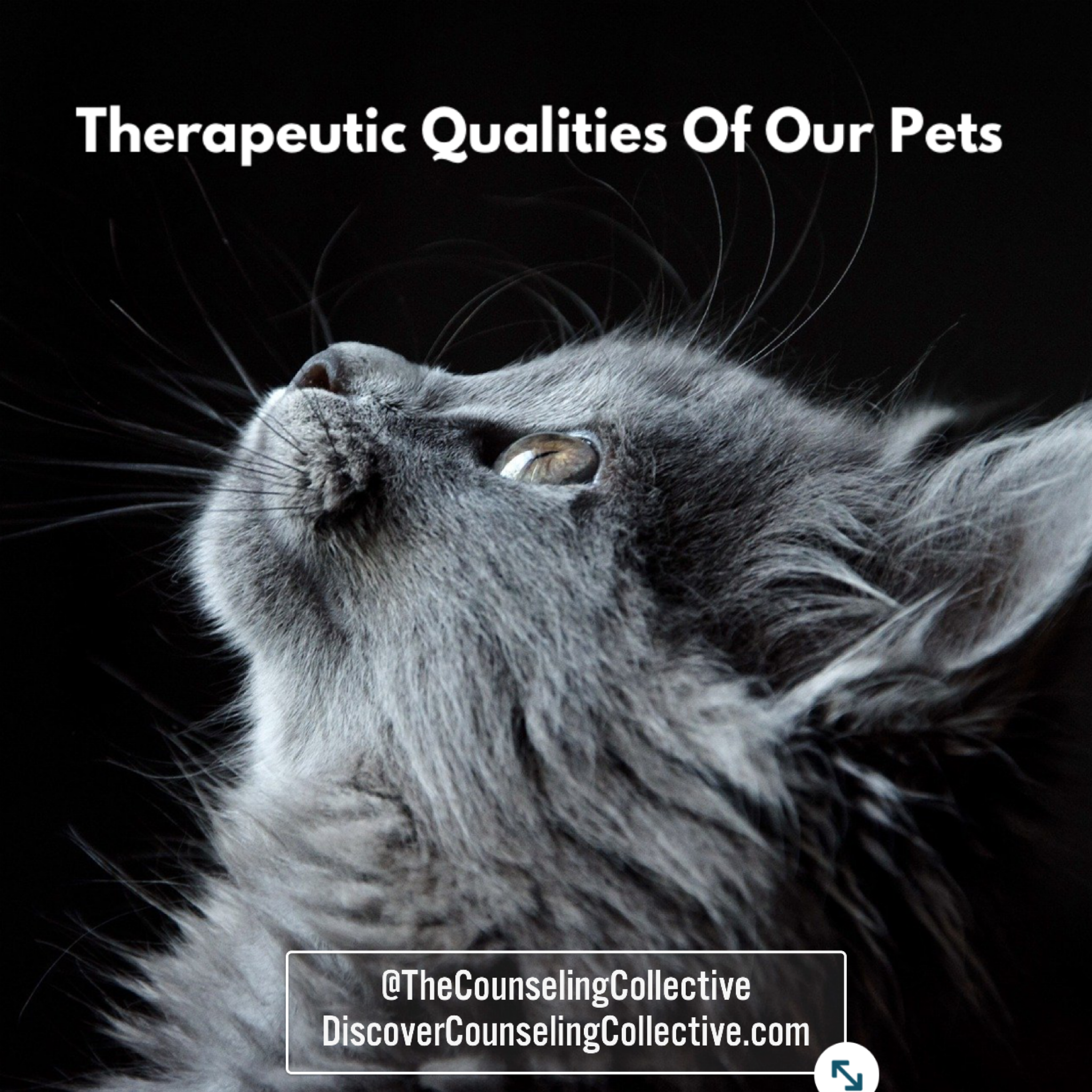 Therapeutic Qualities of Our Pets