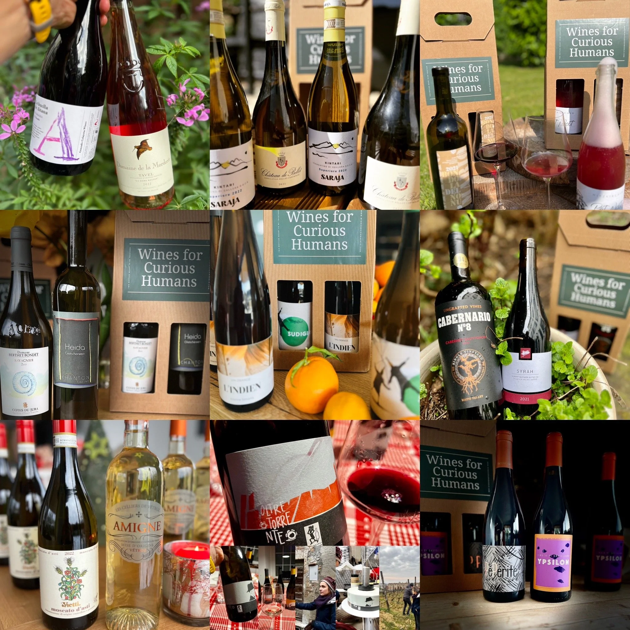wine subscription for curious humans.JPG