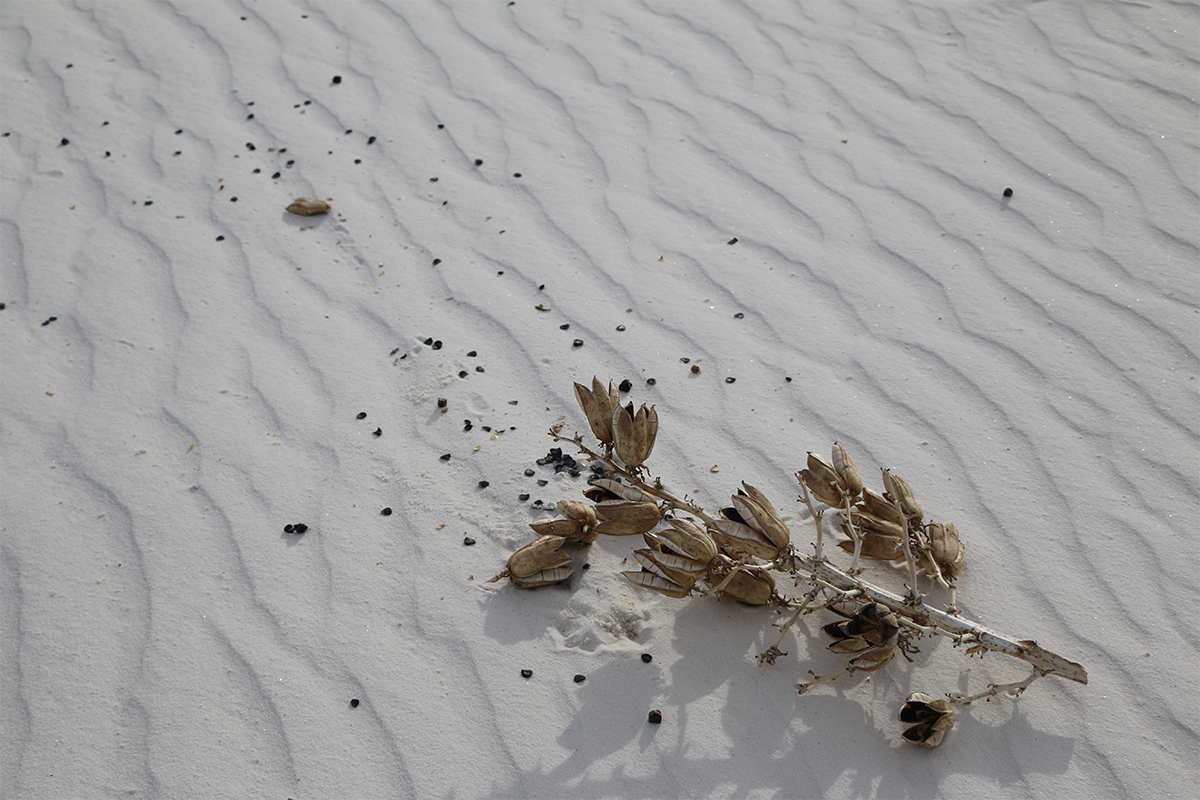 branch white sands.png