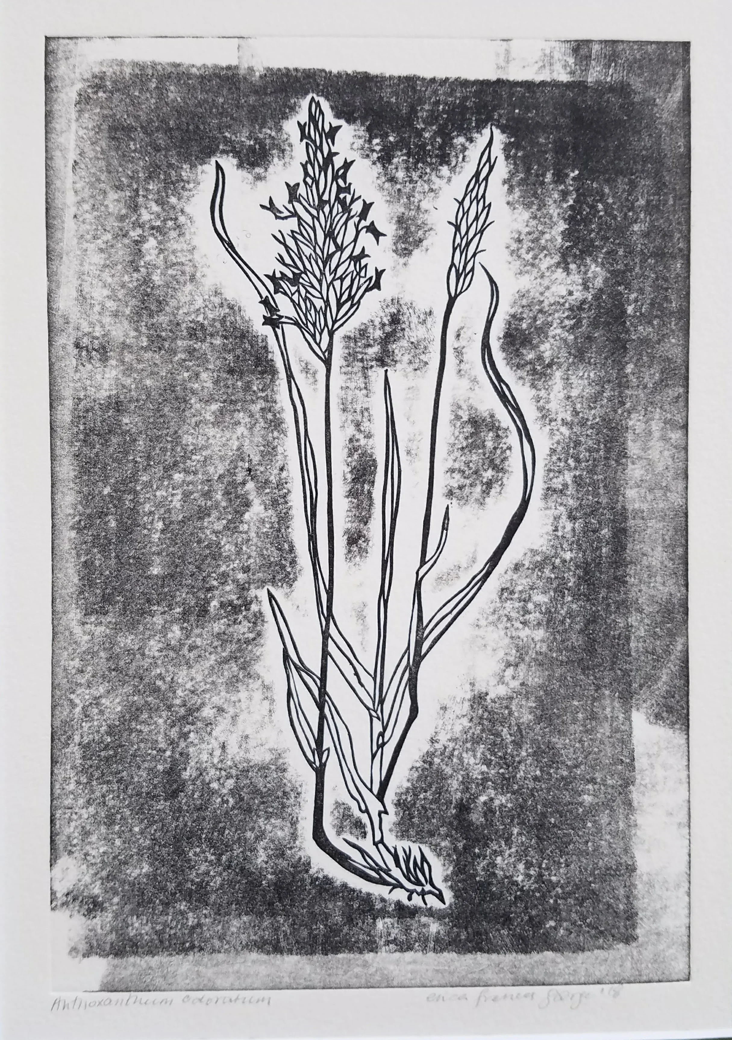 sweetvernalgrass2.jpg