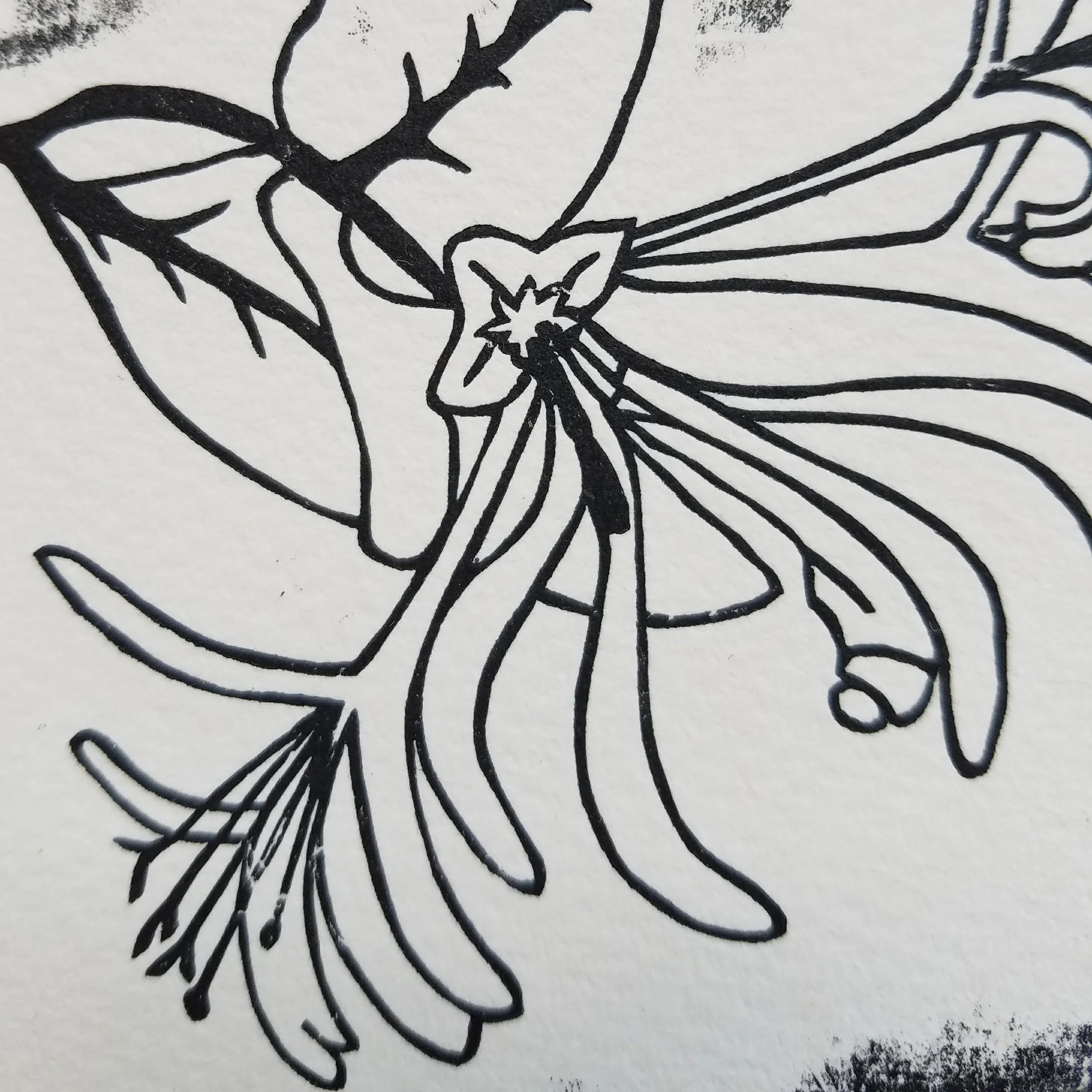 honeysuckle1.jpg