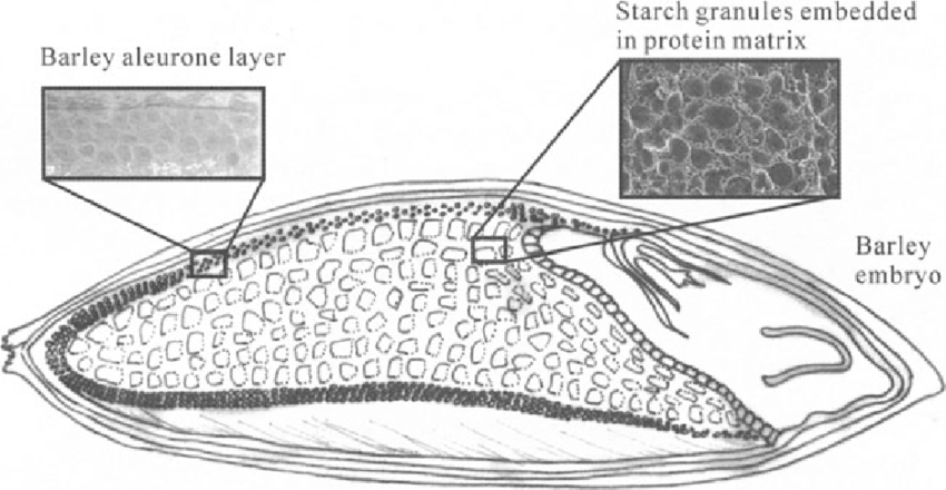 The Structure of Barley