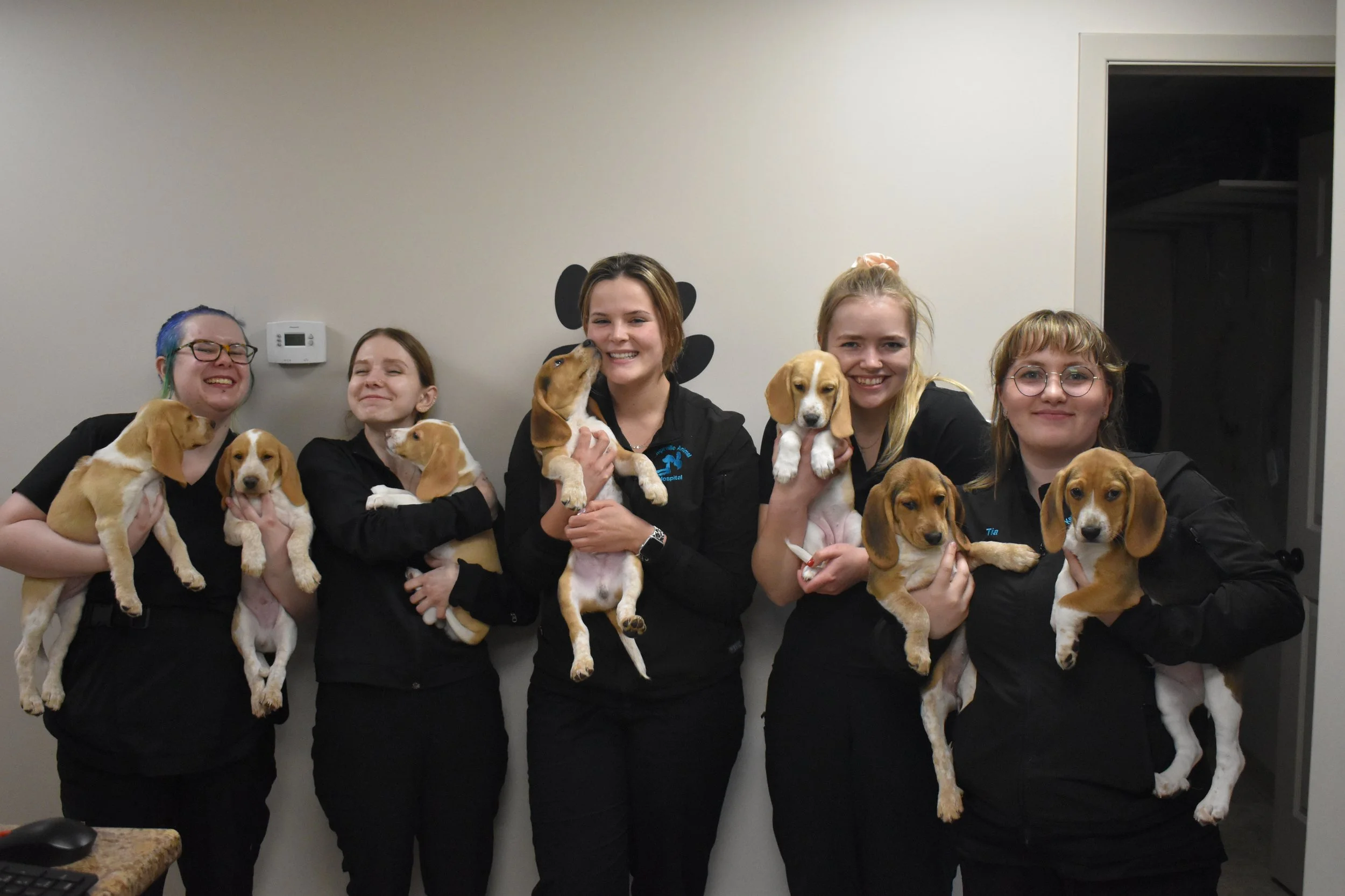Group Beagle Puppies June 2025.JPG