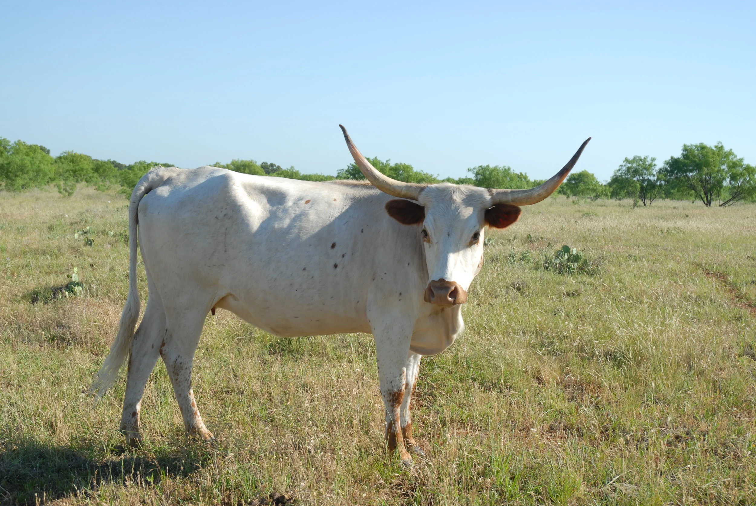 Miss Discovery Dot CP