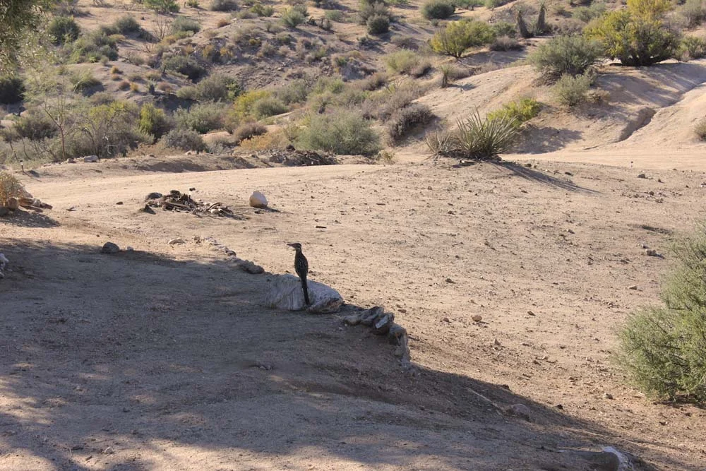 roadrunner02a.jpg