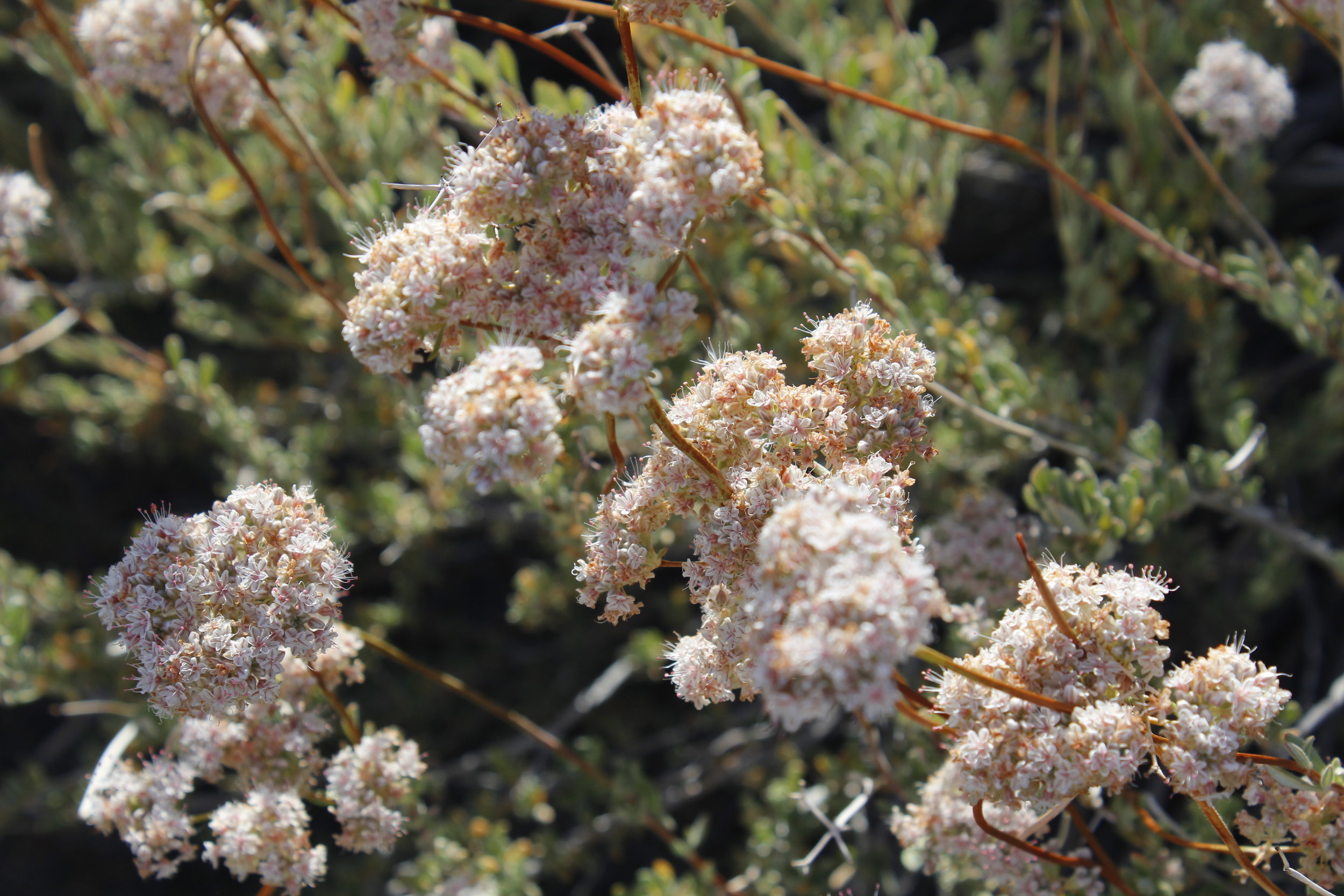 Buckwheat