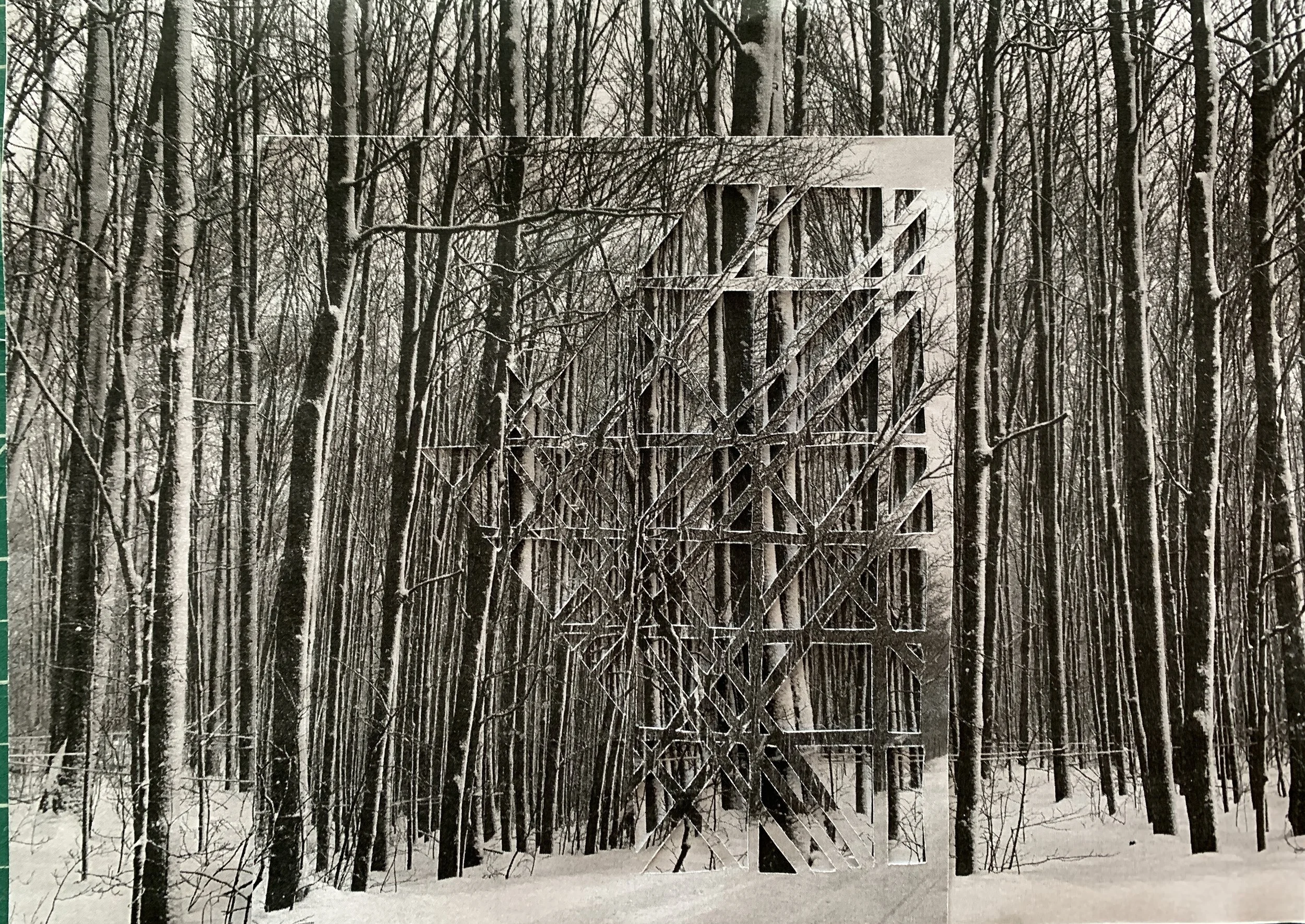 forest_white.JPEG