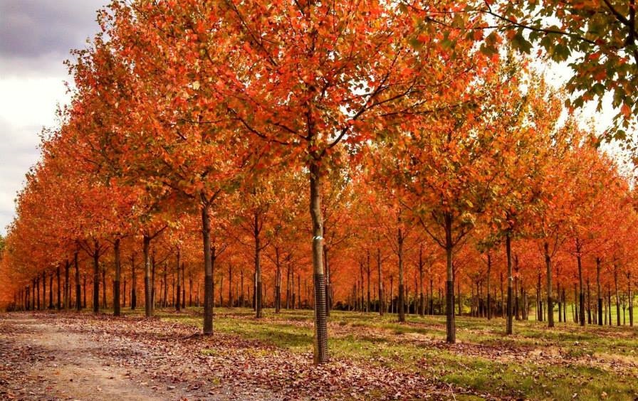 Fall Maples.jpg