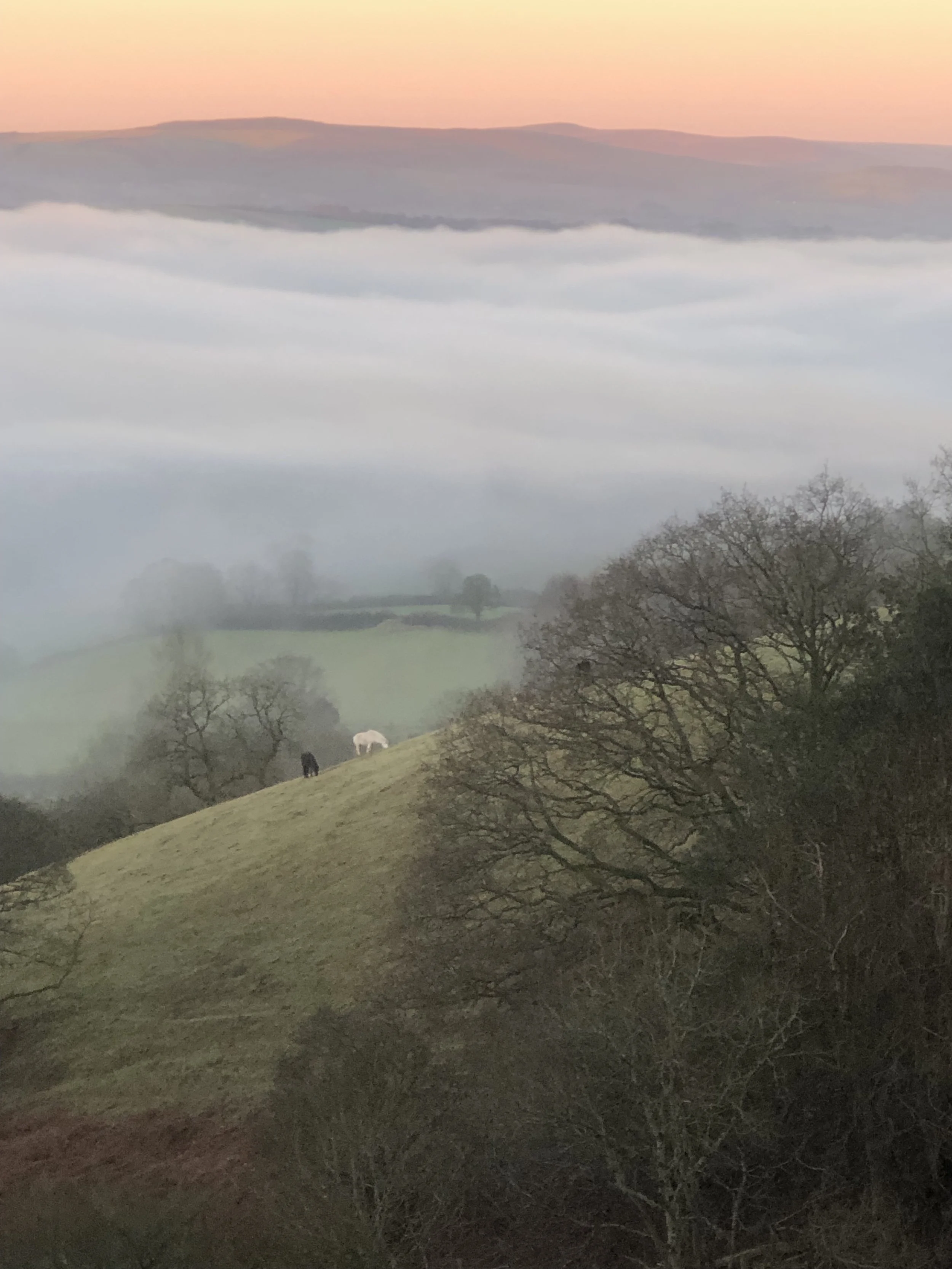 BVMA – Violin Restoration Course with Bow Making and Repair