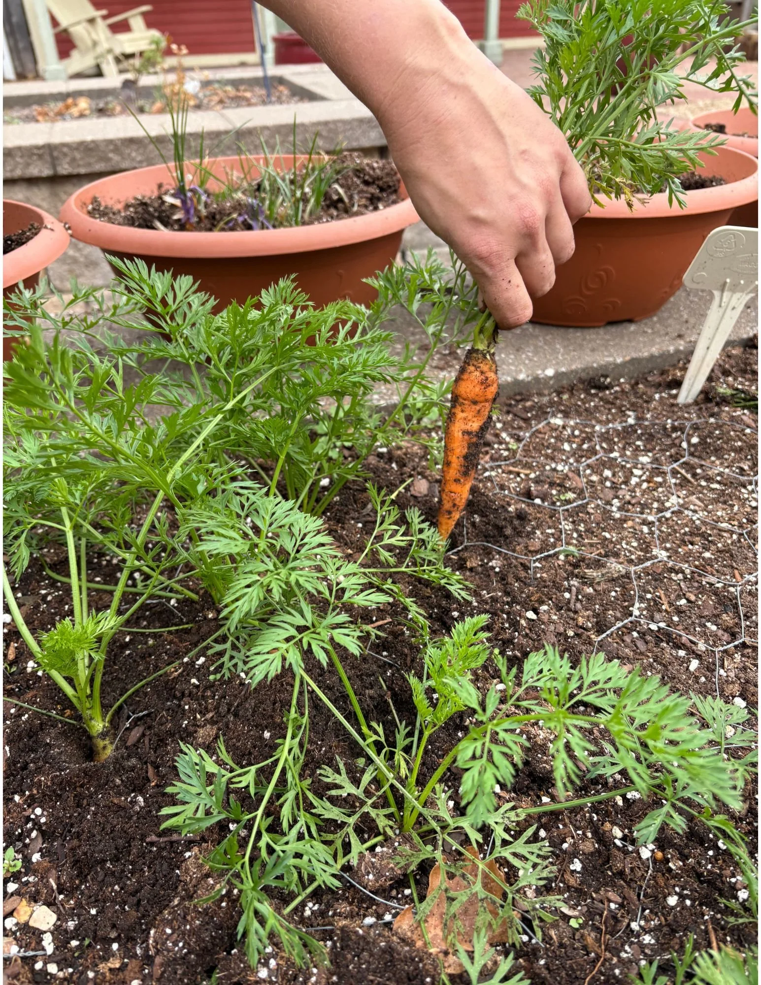 Round 2 Veggie Gardens: Planning & Planting for Fall Harvests – Saturday, July 25th, 9-10:30am