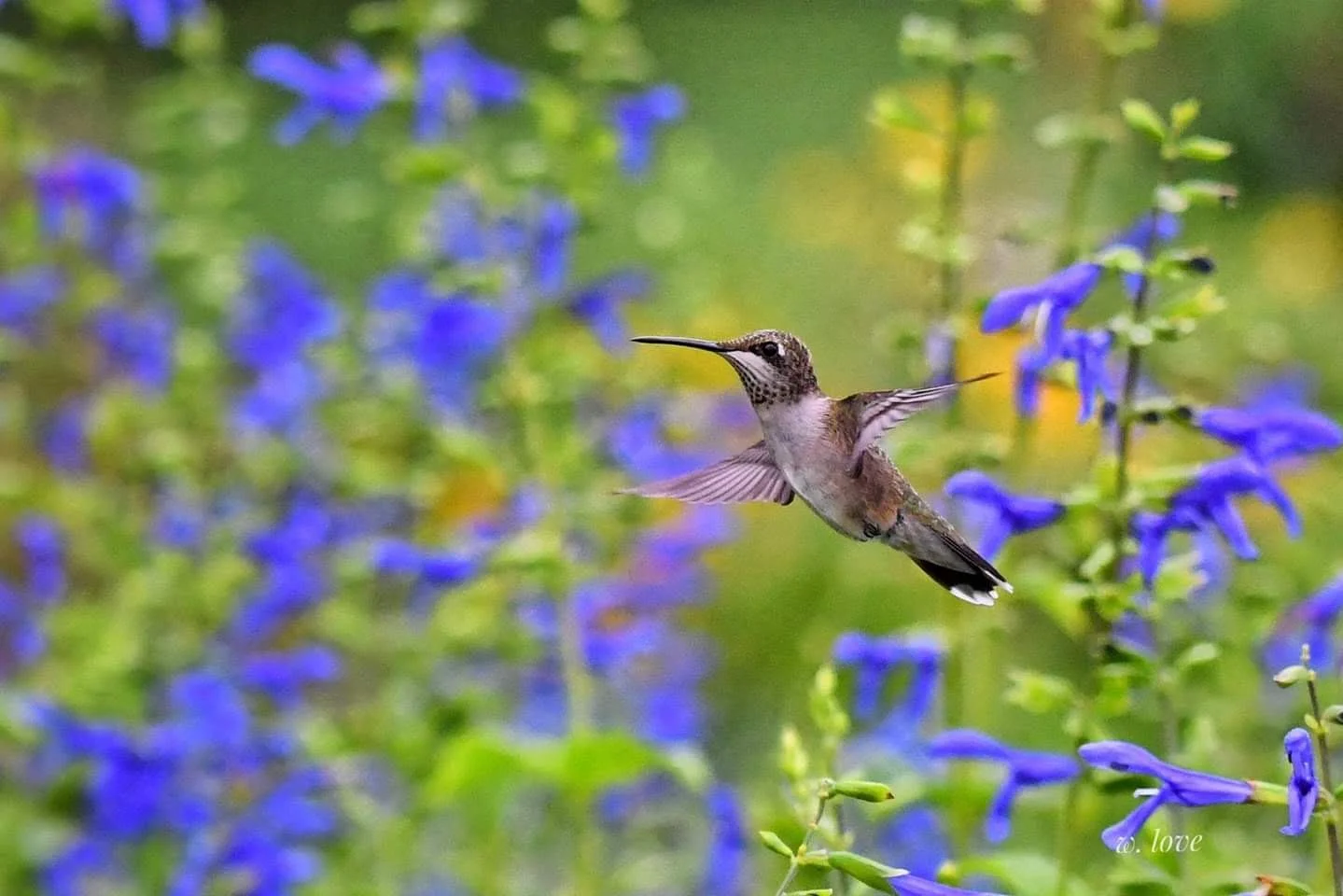 Hummingbird-Salvia.jpg
