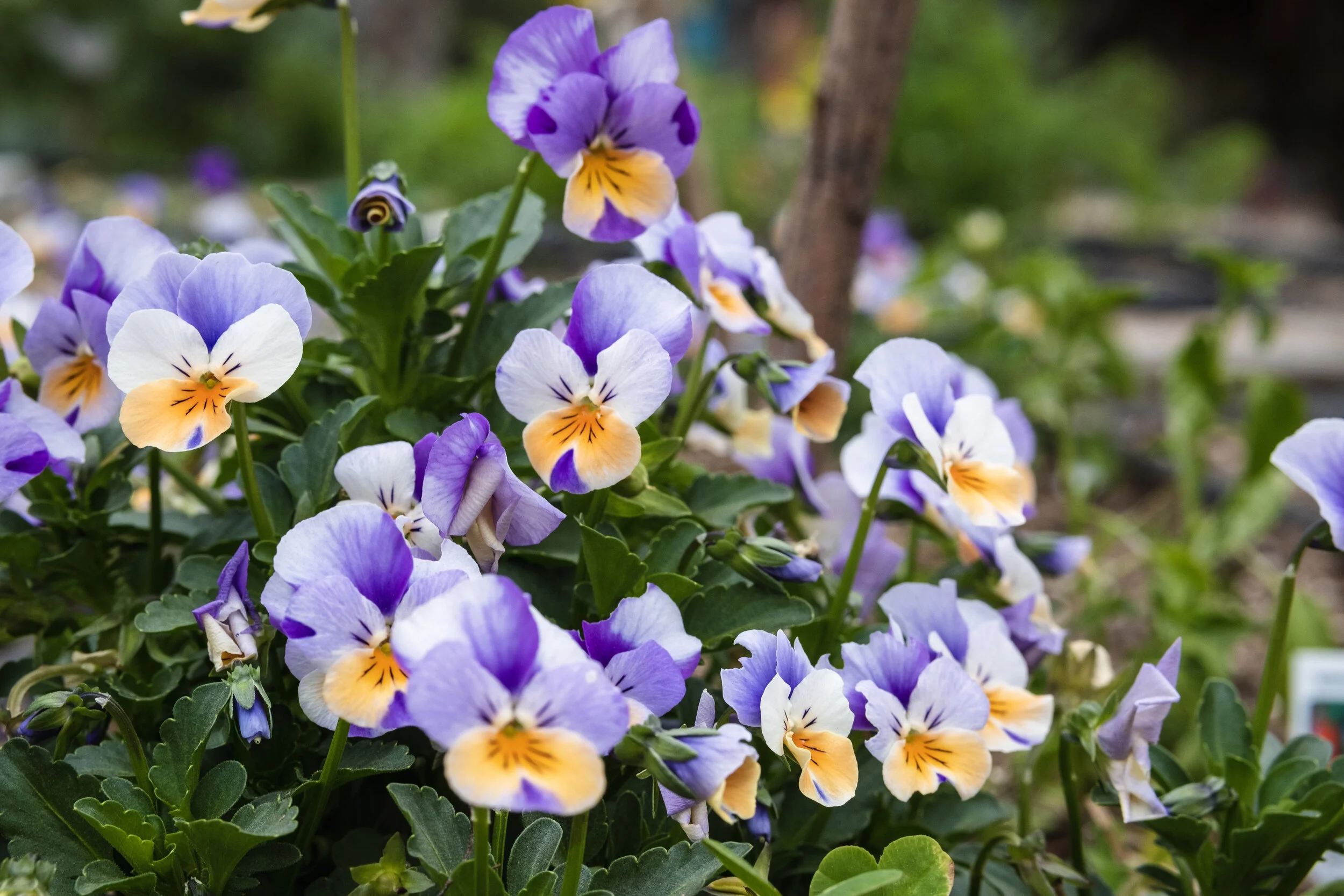 Pansies: A Bright Spot in a Dormant Garden