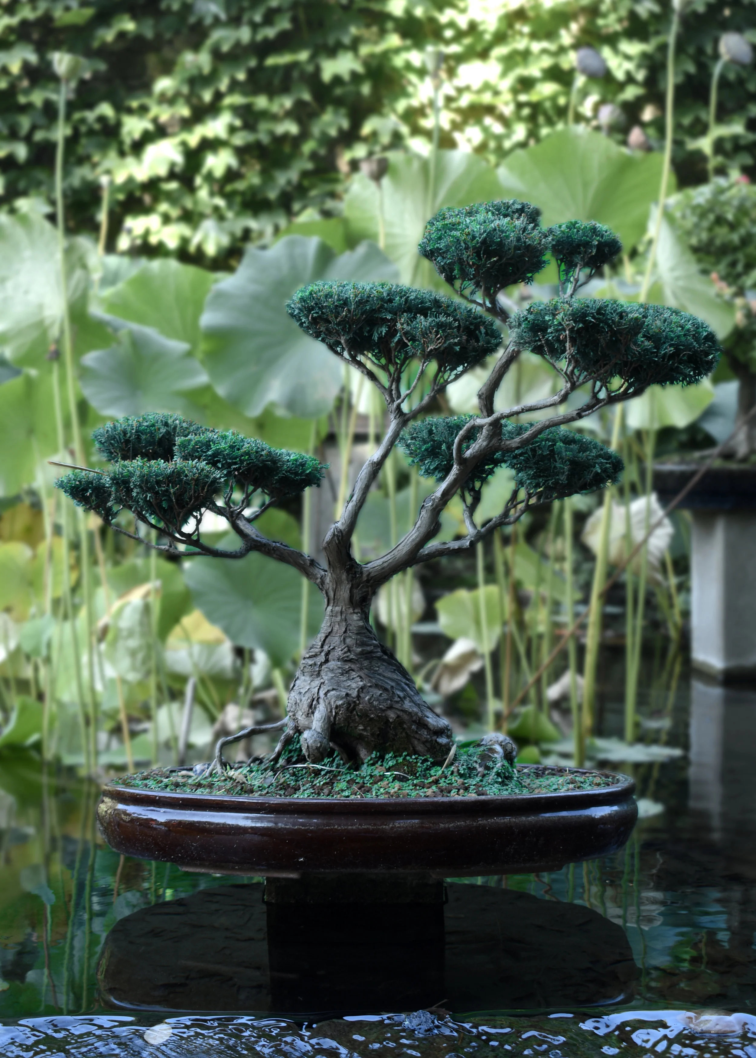 Gardening by the Book: Bonsai