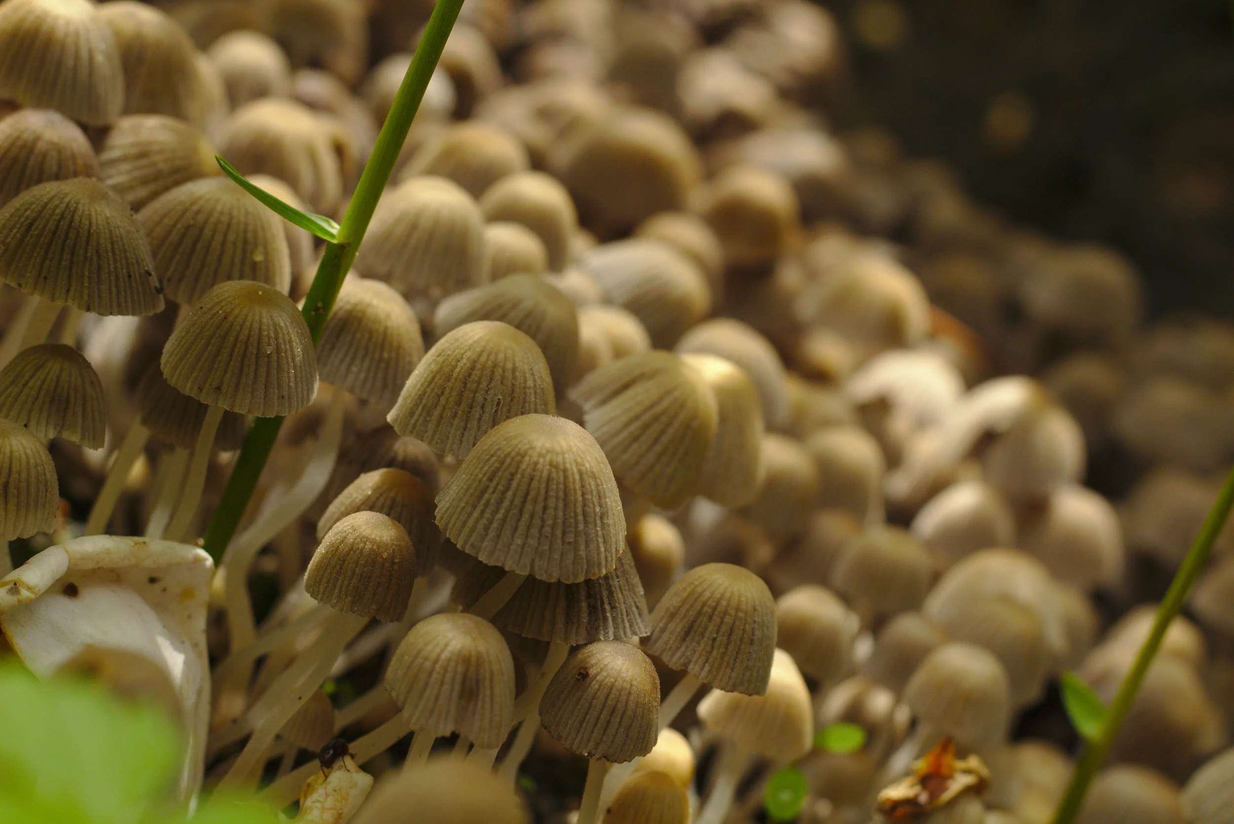 The Future of Fungi Starts with You