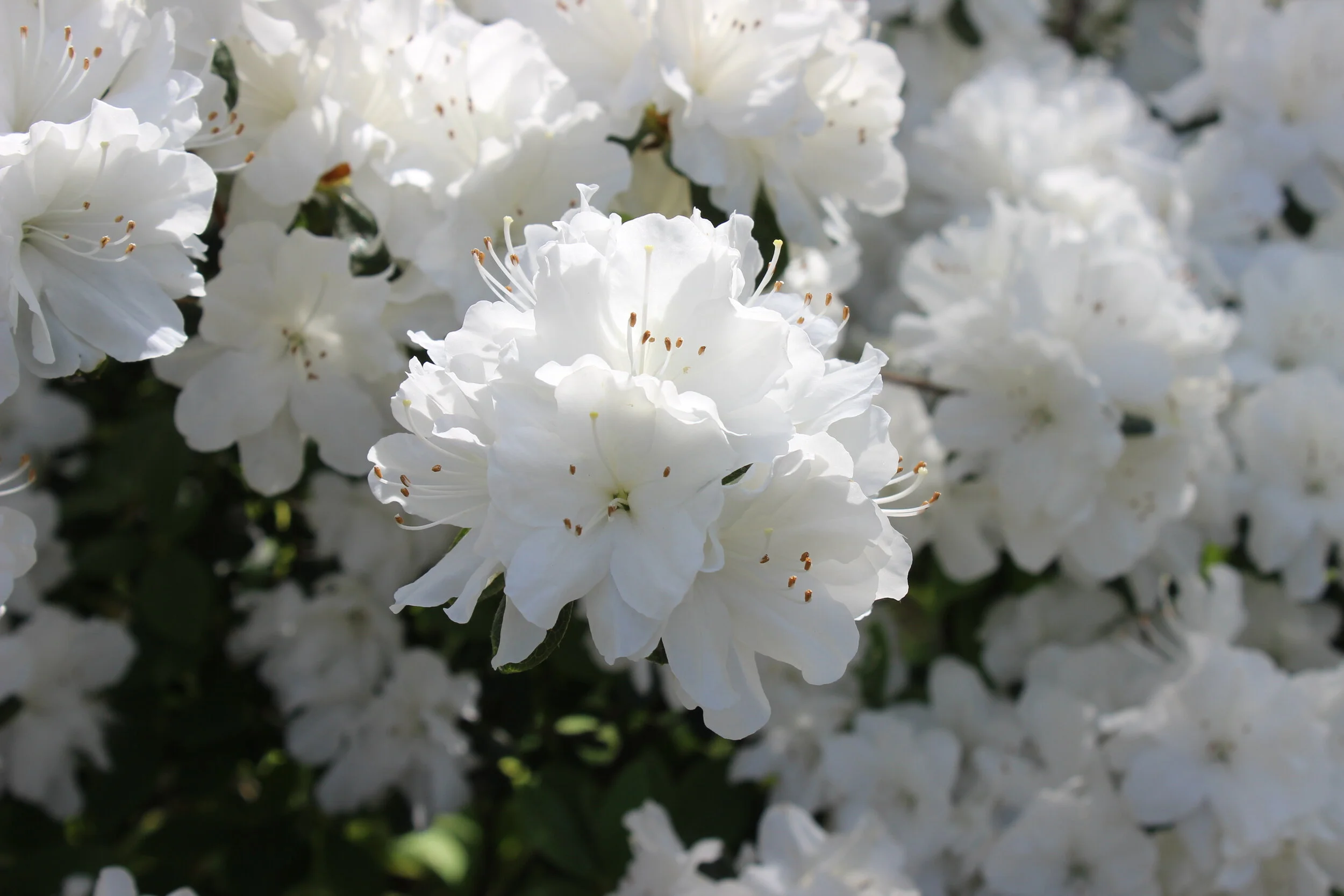 Botanic Beet: An Azalea for All