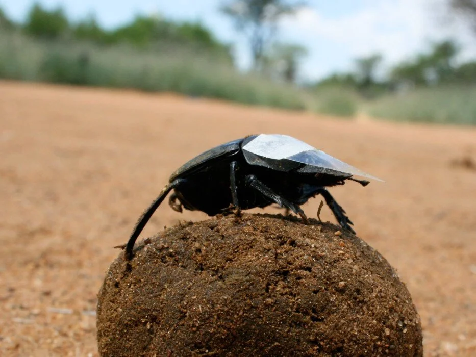 Paper Hats for Dung Beetles