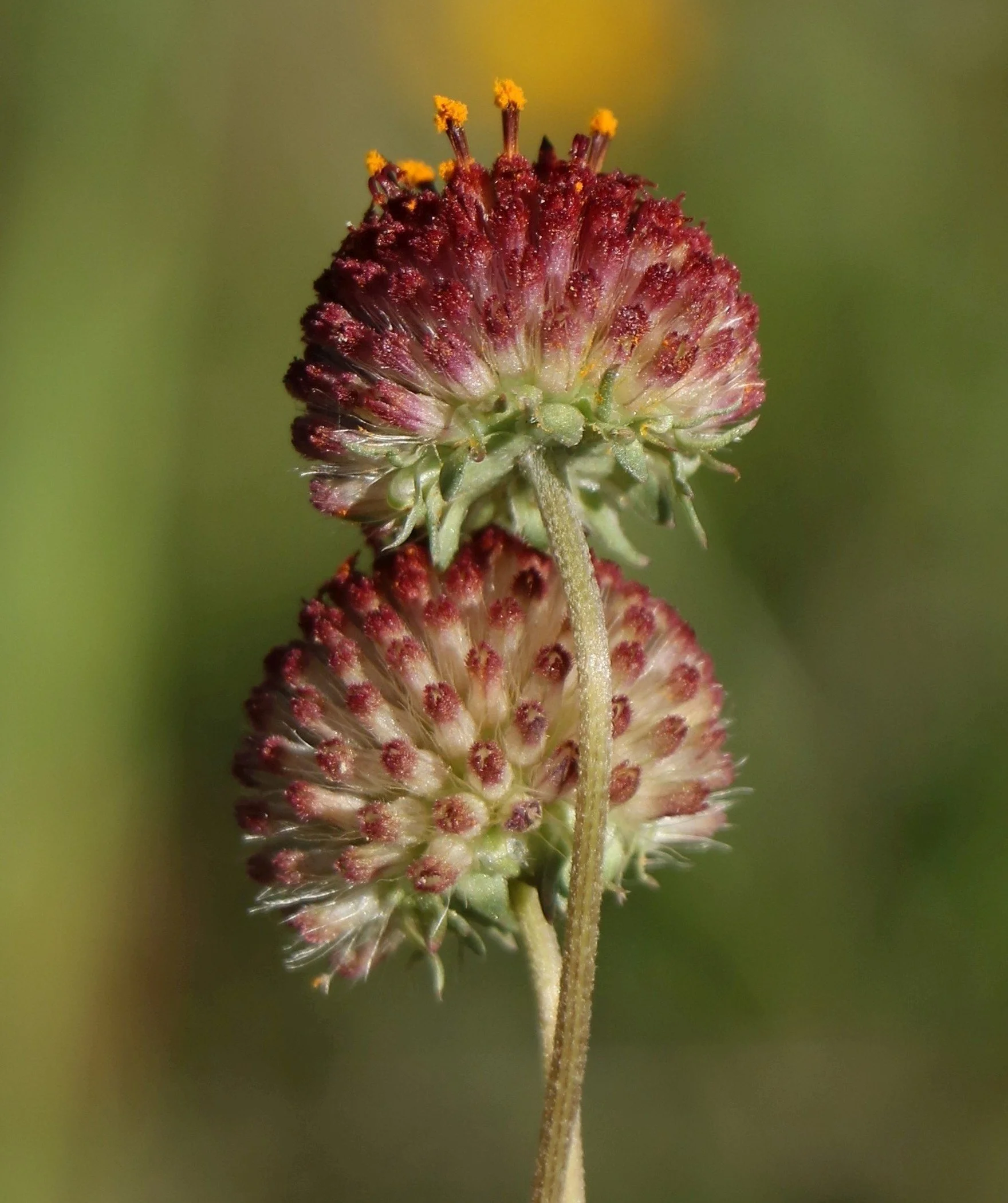 The Rayless Gaillardia Still Shines Bright