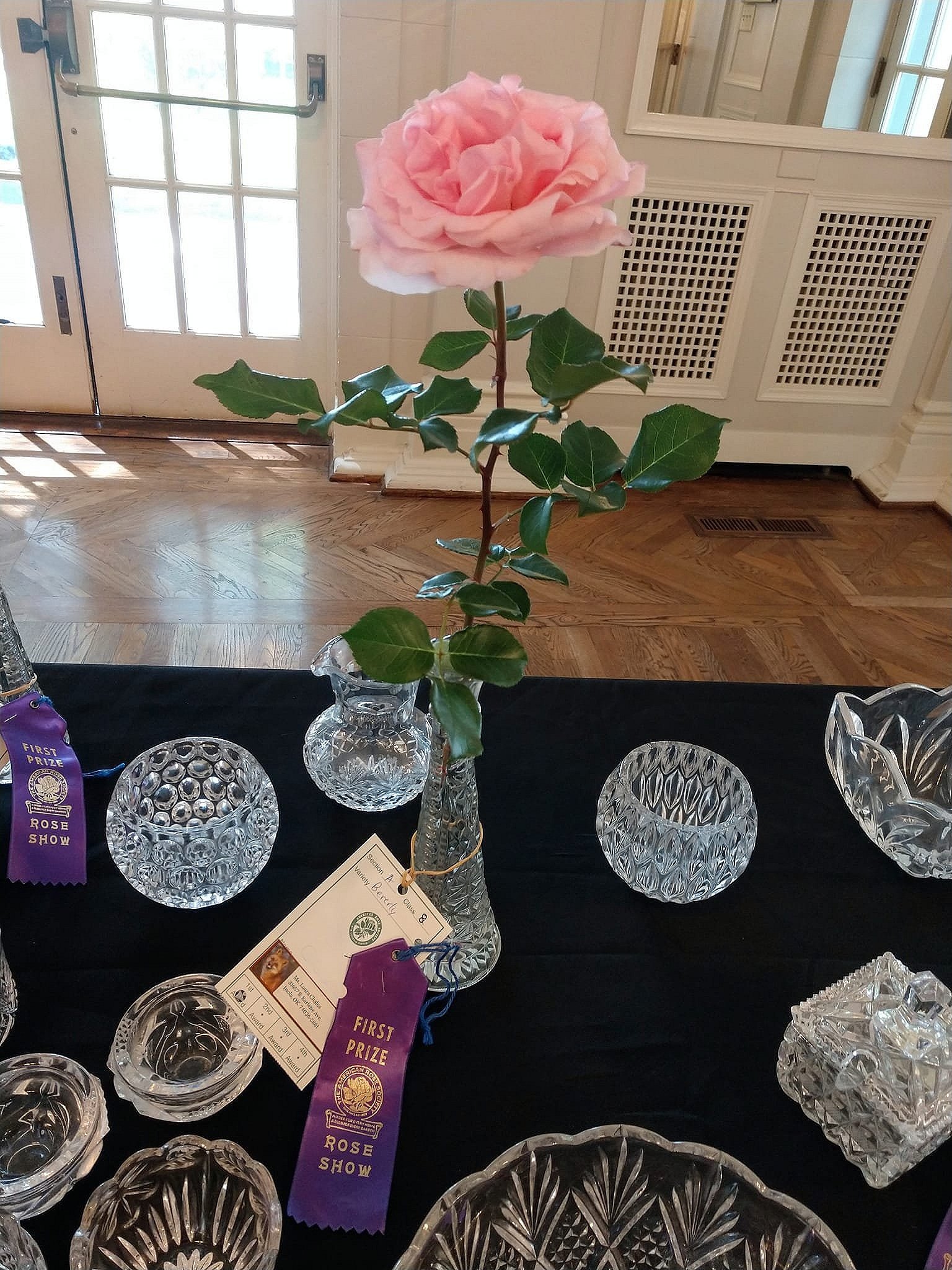 Laura Chalus-Tulsa Rose Society Beverly Hybrid Tea Rose
