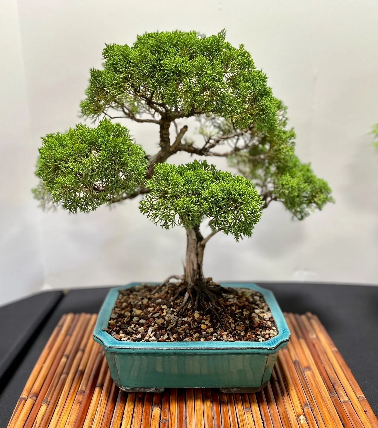 Juniper Bonsai (1).jpeg