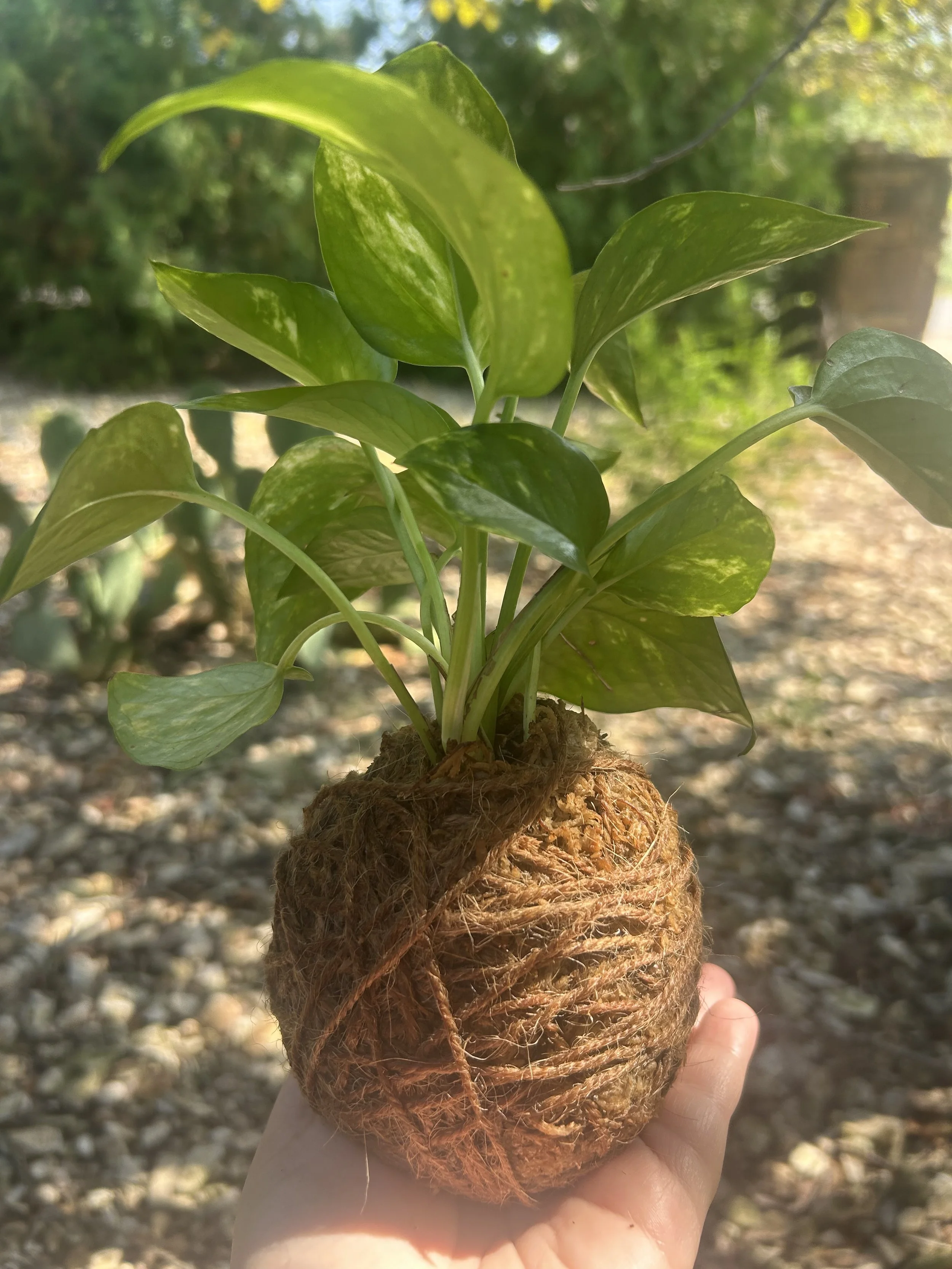 kokedama2.jpeg