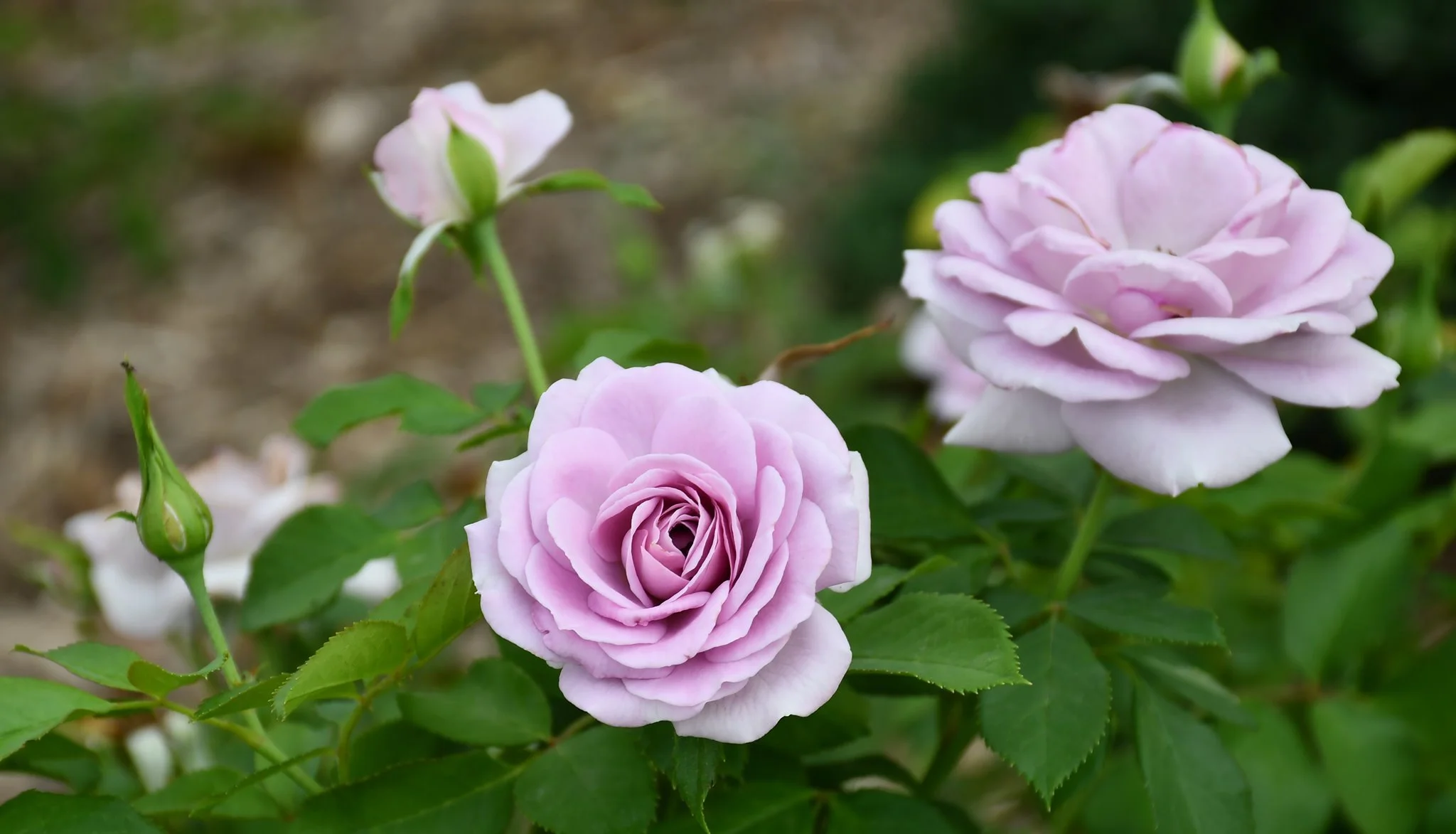 Laura Chalus: Stop and Smell the Roses — Tulsa Garden Center