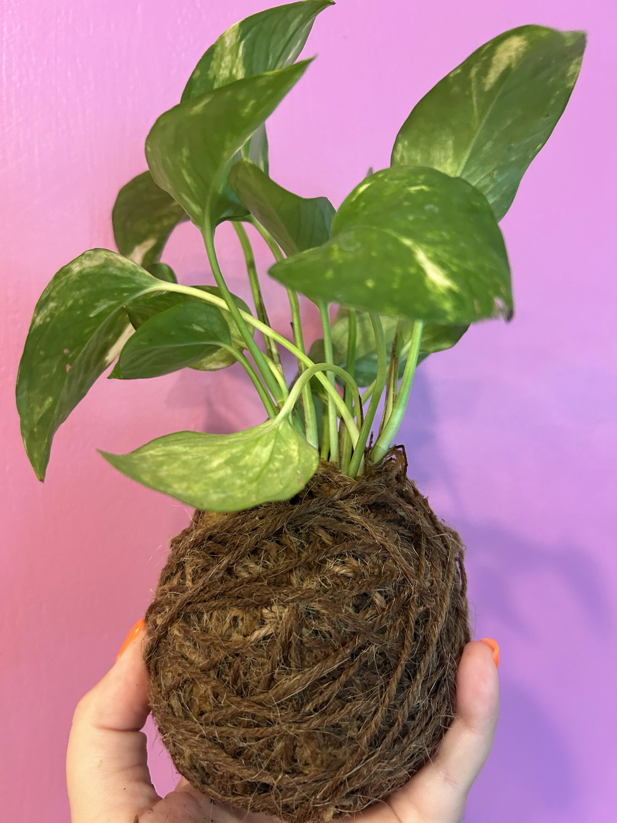 kokedama.jpeg