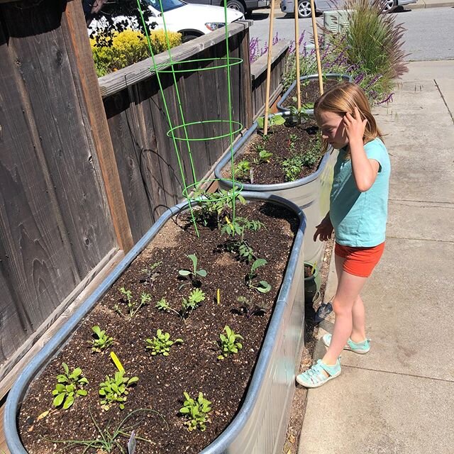 We finally planted a garden! I have been wanting to do this for SO long! With all this extra time at home lately, there were no more excuses. We have no idea what we're doing but it's already been so much fun. The kids helped us pick out the plants, 