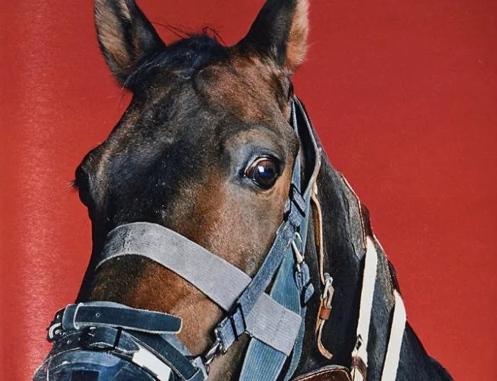 RODEO MAGAZIN – A cura die Selva Barni