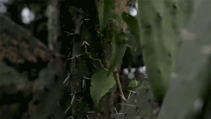 DH_PressKit_005.gif