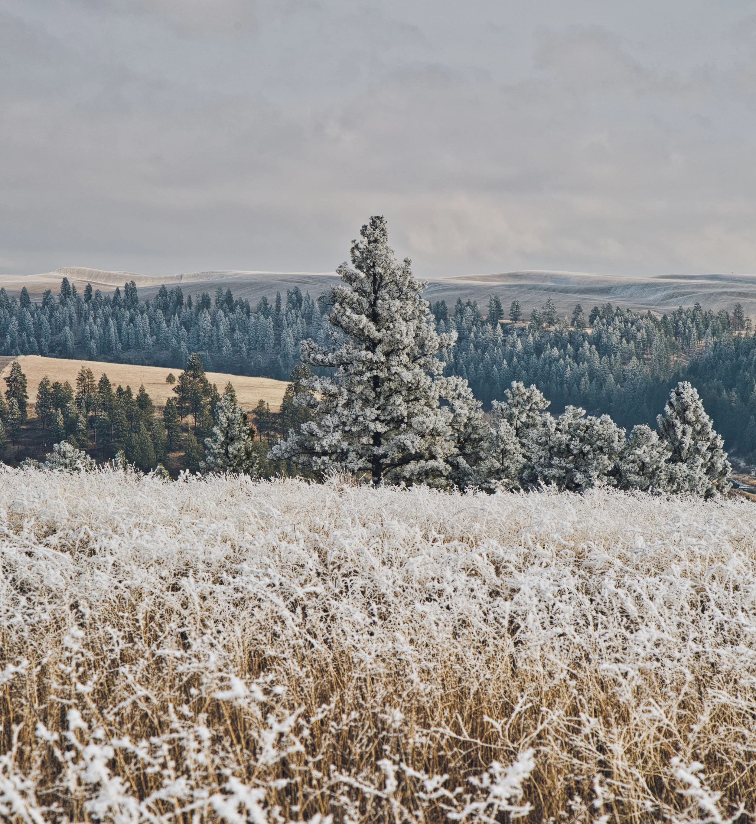 red tail ridge 2.jpeg