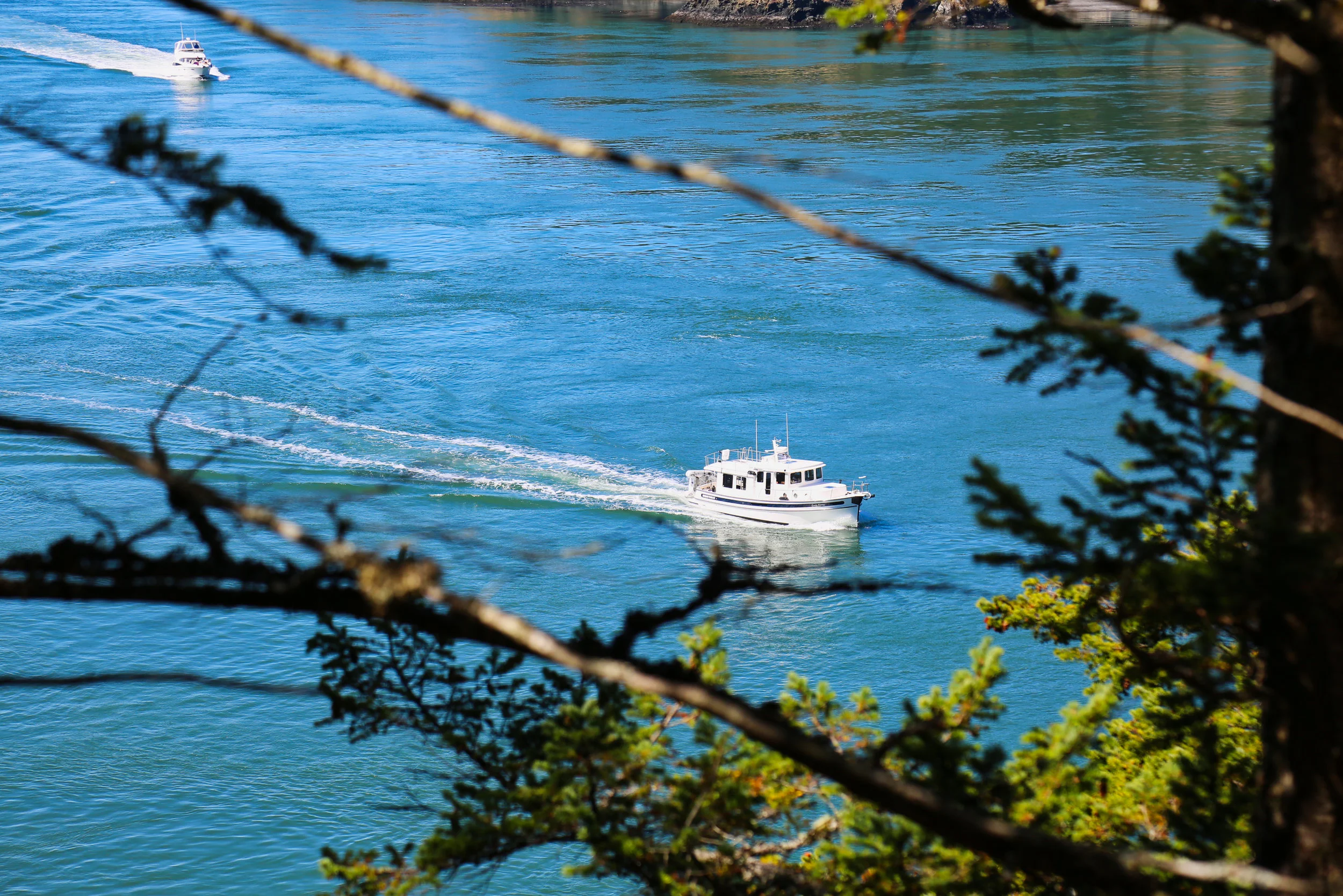 boat through trees.jpeg