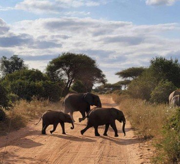 elephants crossing the road