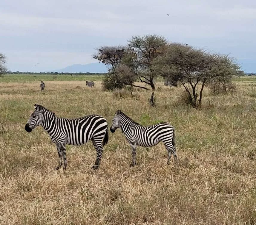 zebras