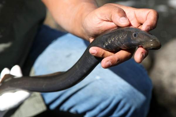 AP Photo/Gosia Wozniacka A Native American man shows off a lamprey, an eel-like fish caught at Willamette Falls, a 40-foot waterfall south of Portland in 2015. An ancient fish that’s a source of food for tribes in the Pacific Northwest, lampreys have been in drastic decline in recent decades, but numbers have increased this year in the Umatilla.