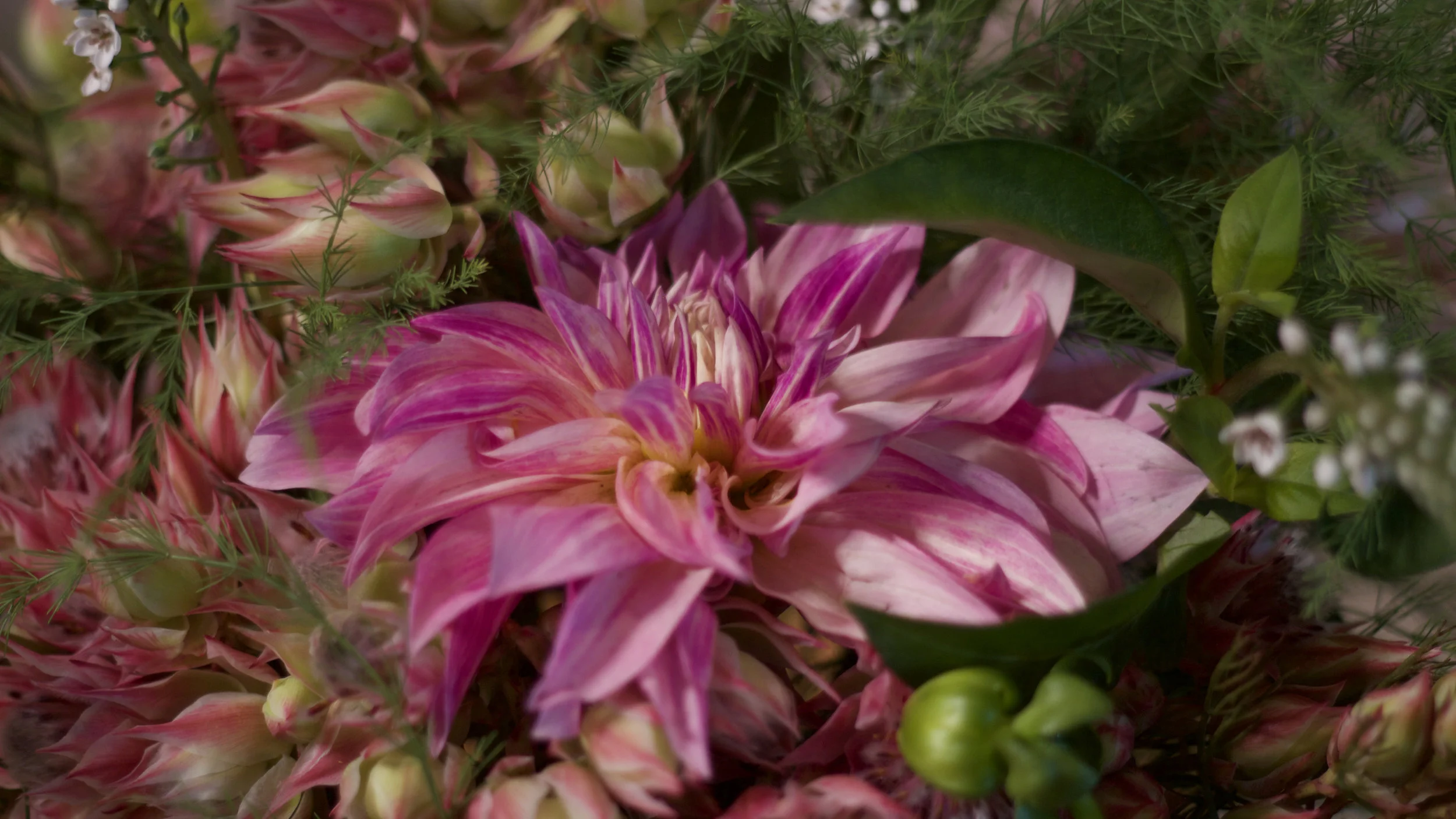 magenta dahlia close up.jpg