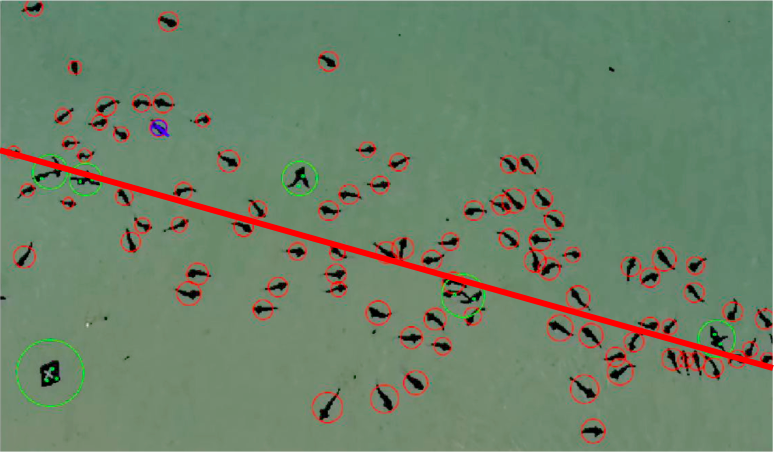 Aerial Video Data of 127 Leopard Sharks in La Jolla, California