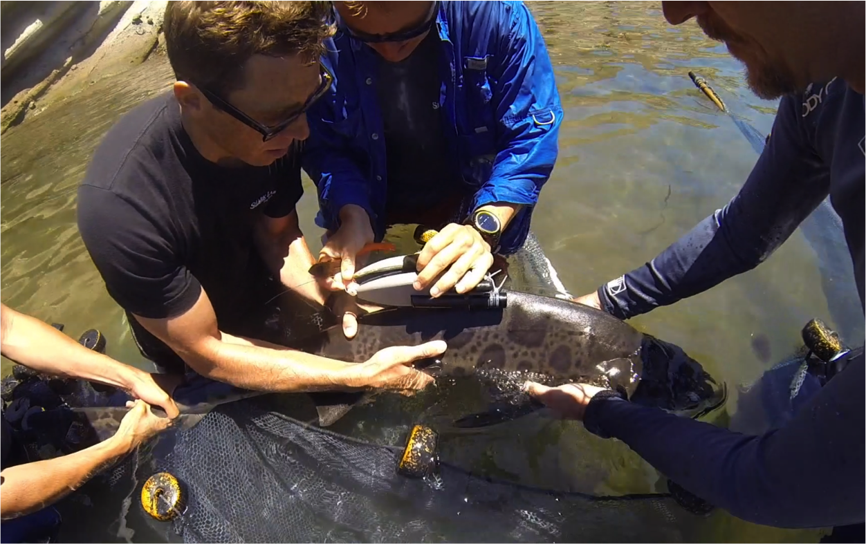 Tagging a Leopard Shark