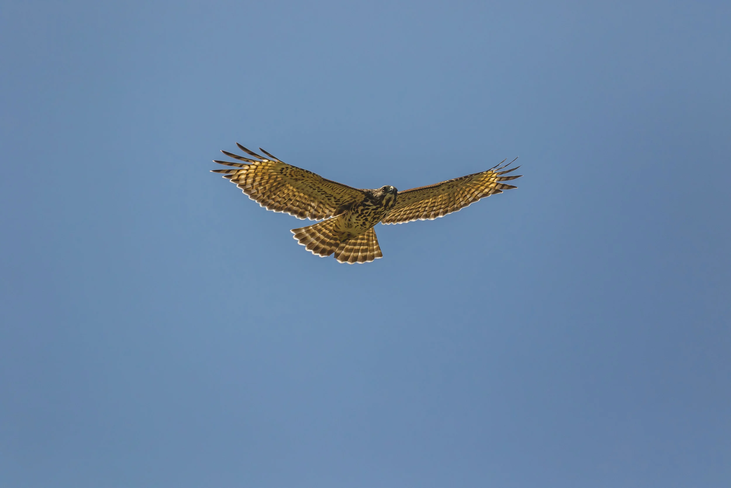 1O3A8318.jpg
