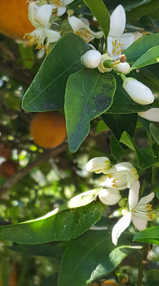 OrangeTree.jpg
