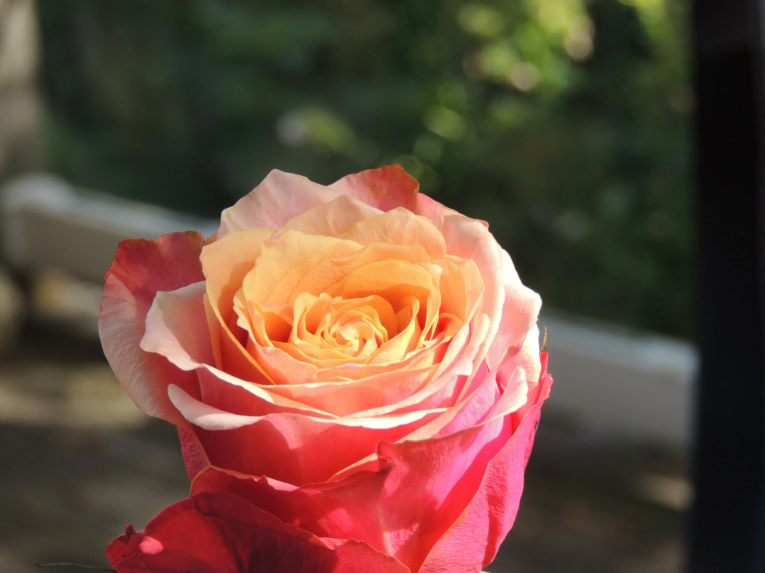 DSCN2481.JPG