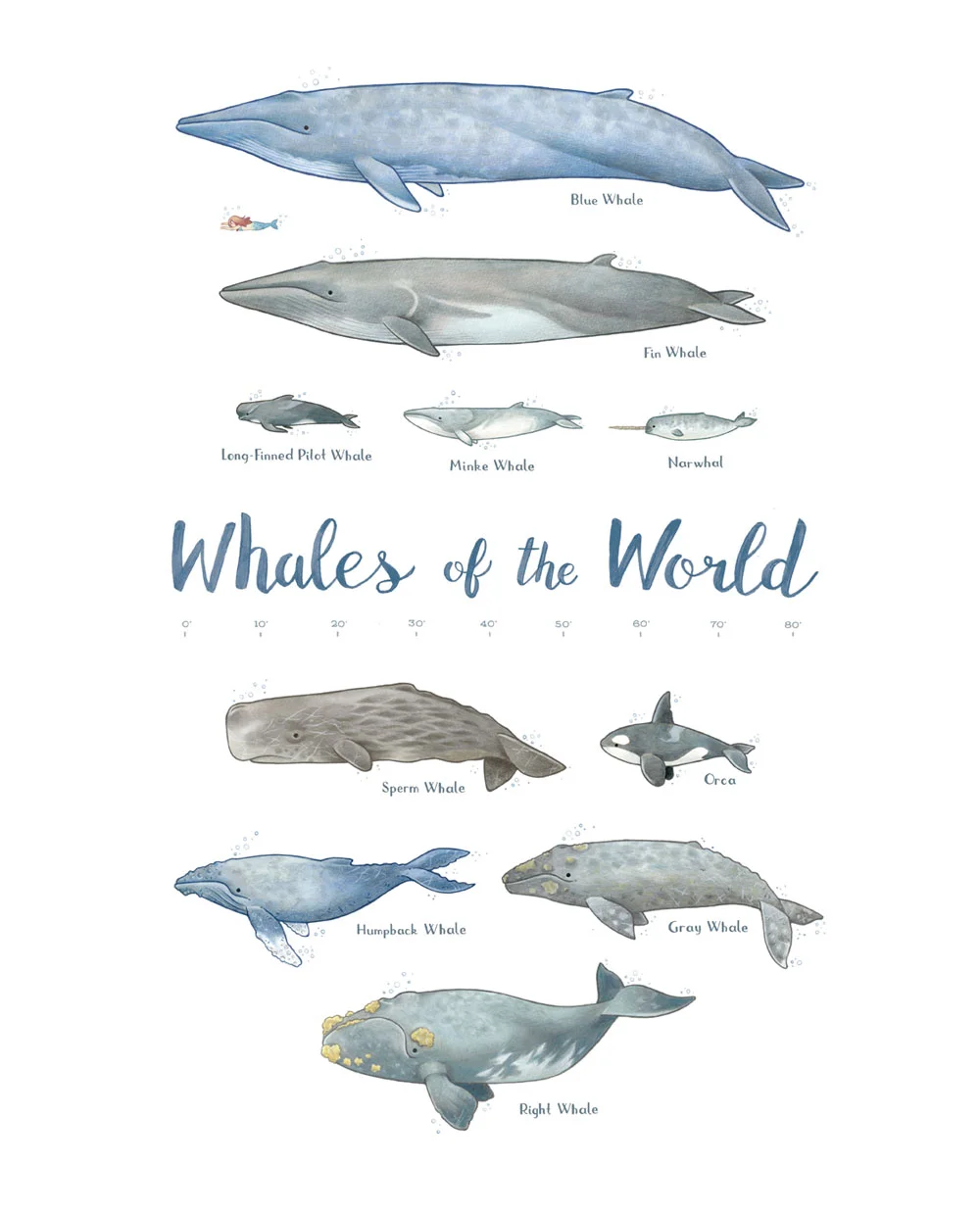 whale-chart.jpg